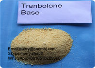 Healthy Muscle Enhancement / Bodybuilder Trenbolone Steroids CAS 10161-33-8