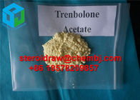 Legal Injectiable Trenbolone Acetate Bulking Cycle Steroids Revalor - H 10161-34-9