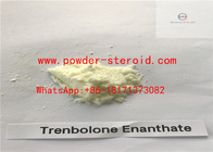 Trenbolone Enanthate Injectable Anabolic Steroids Trenbolone Powder Promote Muscle Gains