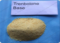Trenbolone Steroids Trenbolone Base 98% CAS 10161-33-8 Muscle Building Steroids Powder
