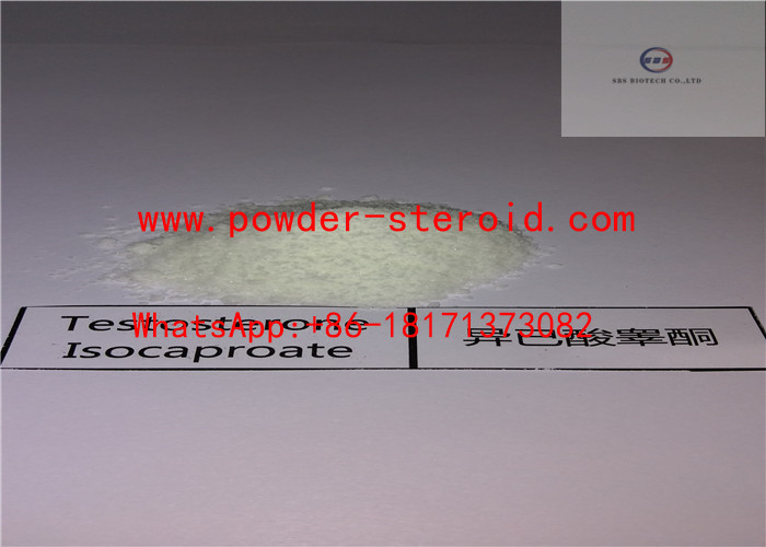 Testosterone Steroids Powder Testosterone Isocaproate oil based CAS 15262-86-9