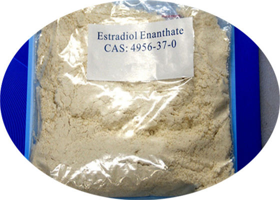 High Purity Steroid Powder Estradiol Enantate CAS 4956-37-0 for Estrogen Medicine